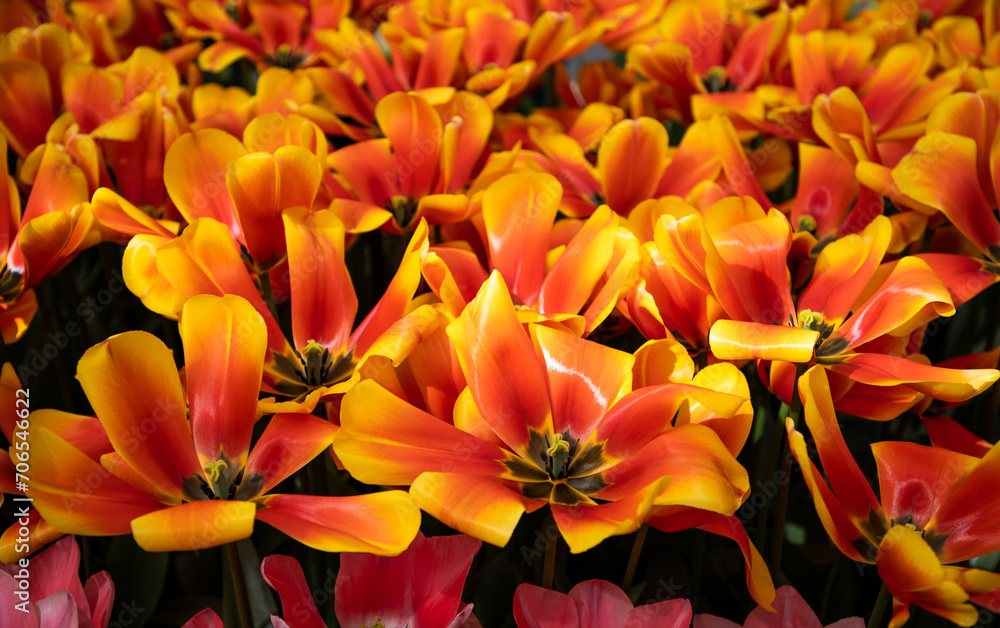 Yellow and red tulips. Floral background. Bright orange flowers pattern, design, texture	
