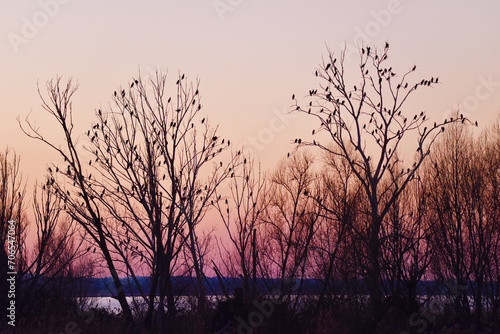 Alberi dei cormorani al tramonto, Lago Trasimeno