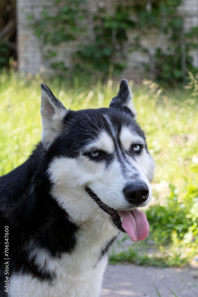 Photography of a purebred Siberian Husky capturing a restful moment. The dog's expressive face, with captivating eyes and tongue out. A loyal and adorable pet
