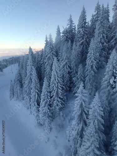 snow covered trees