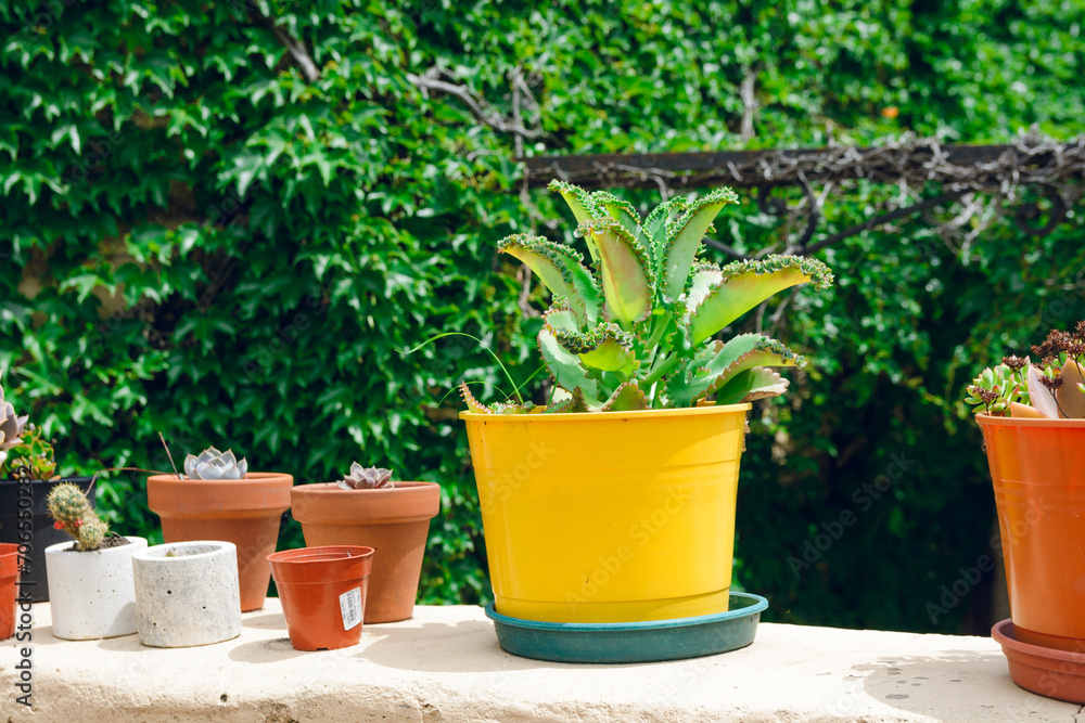 colorful potted plants adorning the patio of the house