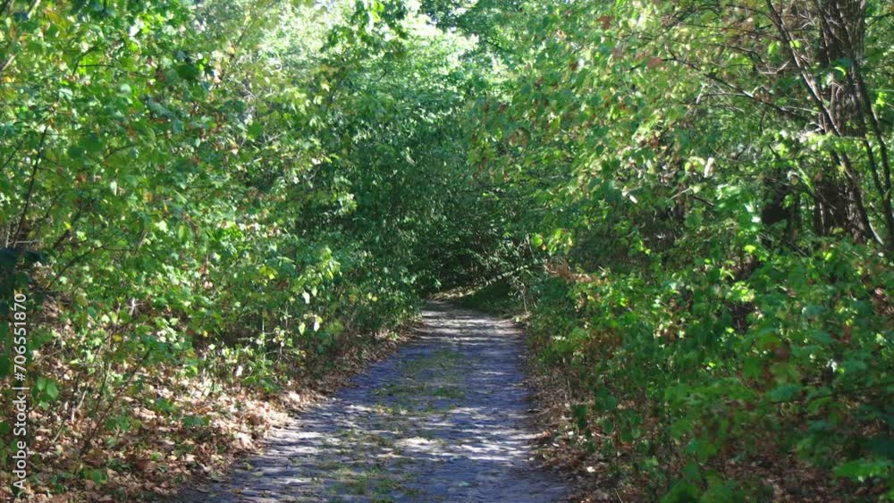 Walk in the summer forest. The rays of the sun break through the branches of trees. Green grass, trees in yellow, green, red leaves. Beautiful path in the forest.