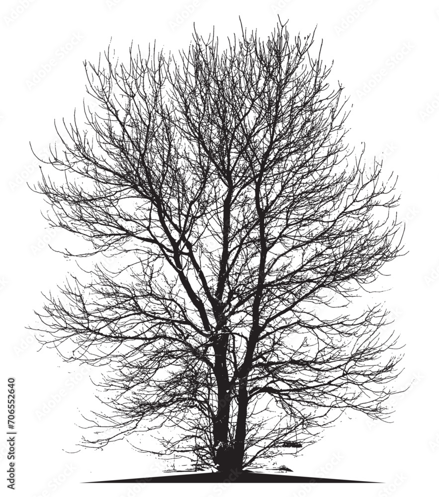 Obraz premium tree silhouette isolated on white