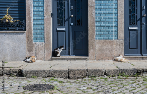 Trois chats se détendent au soleil de Porto