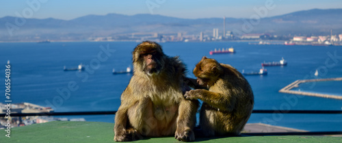 Barbary macaques in Gibraltar photo