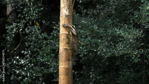 Macaque de dos accroché à un bambou