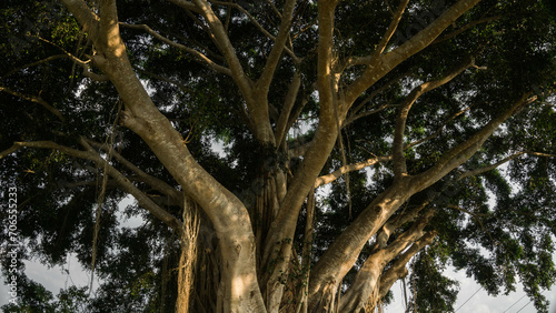 Arbre magnifique dans la jungle