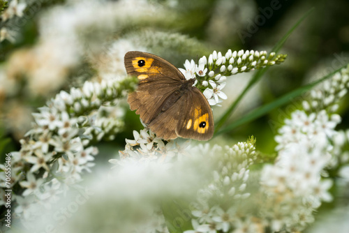 Papillon 