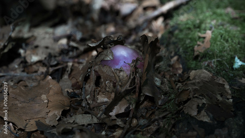 Naissance d'un champignon