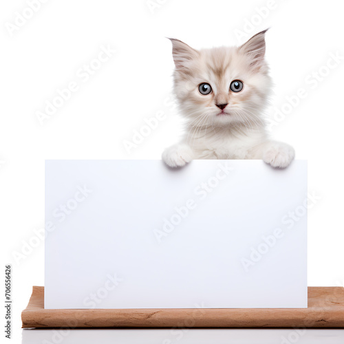 Cute white kitten holding a sign with a white background. cat holding a sign with space for copy