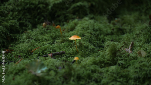 Petits champignons dans la mousse