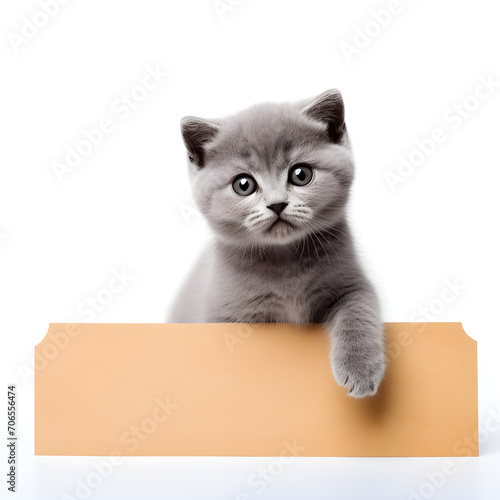 adorable Scottish fold kitten holding a sign with a paper. Silver cat holding a sign with space for copy