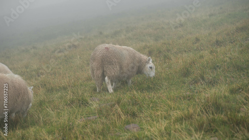 Mouton solitairedans la brume