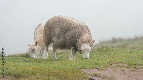 Moutons se régalant d'herbe verte
