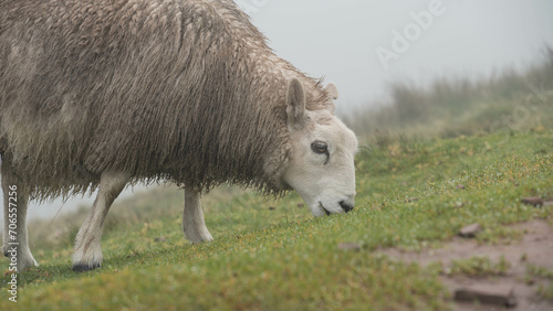 Mouton solitaire