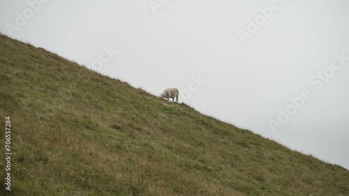 Mouton sur la colline