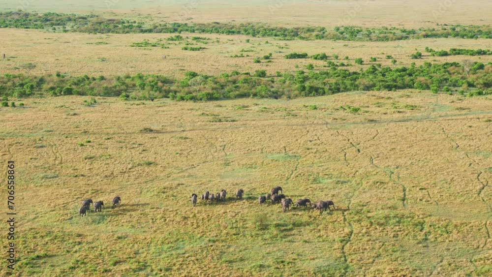Aerial view of African Elephant Herd in Savannah Aerial view of African Elephant Herd in Savannah