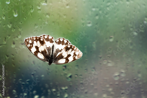 Der Schmetterling Schachbrett Melanargia galathea an einer verregneten Fensterscheibe.