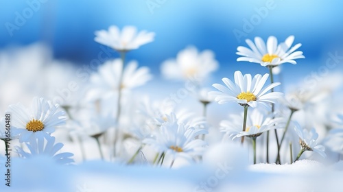 Snow-Kissed Daisy Field in Winter - AI Generated