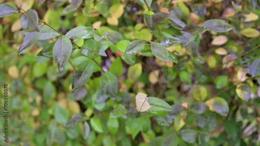 Rain-soaked Loropetalum Chinense Ball - Burgundy Leaved Dream Flower Rain-soaked Loropetalum Chinense Ball - Burgundy Leaved Dream Flower