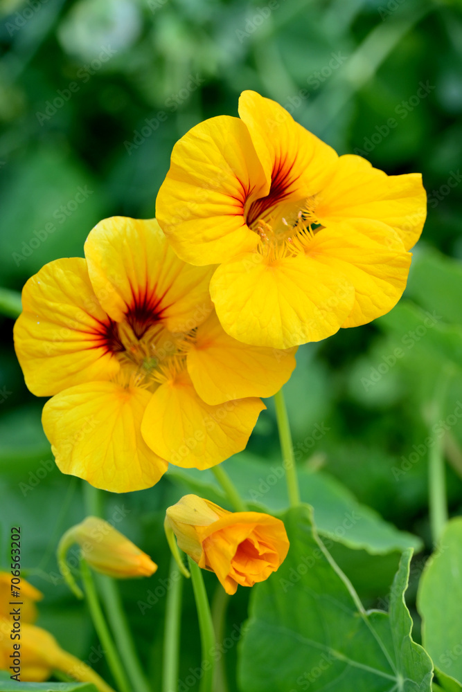 Obraz premium closeup the bunch yellow red nasturtium flowers with vine and green leaves in the garden soft focus natural green brown background.