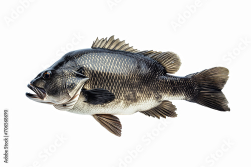 Black Drum fish isolated on white photo