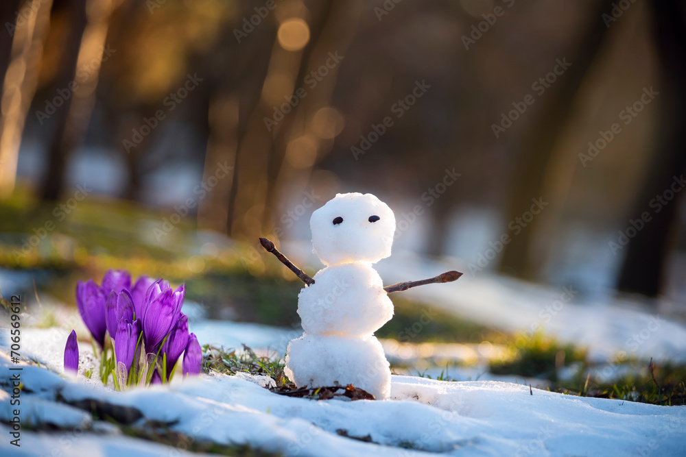 Obraz premium Little funny snowman and crocus flowers in a clearing with snow. Spring meeting.