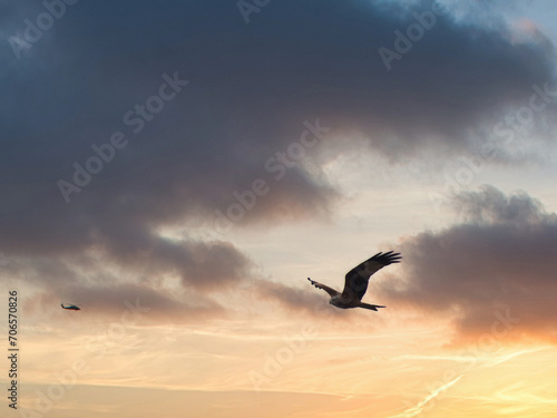 red kite  Milvus milvus  bird  wildlife  flight  sky  clouds  na