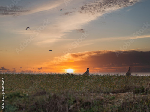 Wild bird Barbary partridge Alectoris barbara on the field backg