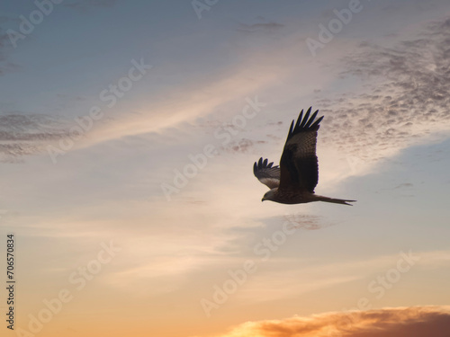 red kite, Milvus milvus, bird, wildlife, flight, sky, clouds, na © Piotr