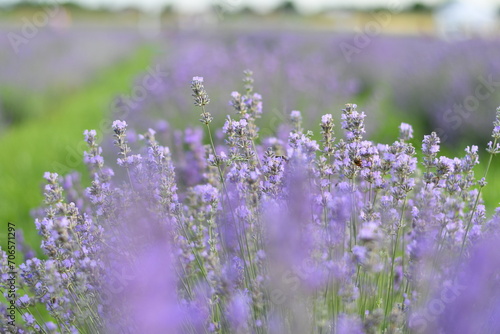 Twigs of lavender plant in the field with blurred background. Selective focus. Low DOF.
