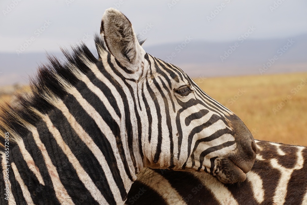 african wildlife, zebra, head, close up african wildlife, zebra, head, close up