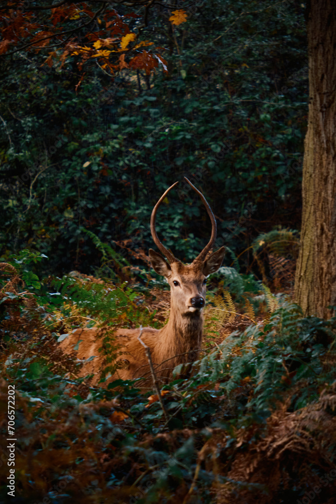 Naklejka premium English deer in the woods in Richmond Park, UK