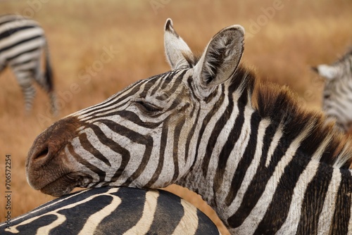 african wildlife  zebra  grassland
