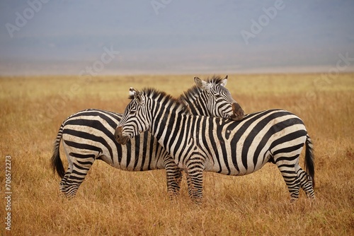 african wildlife  zebras  grassland
