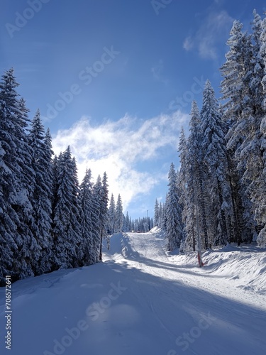 snow covered trees