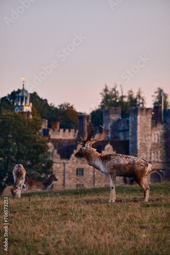 deer in the field with a stately manor castle in the background at sunset 