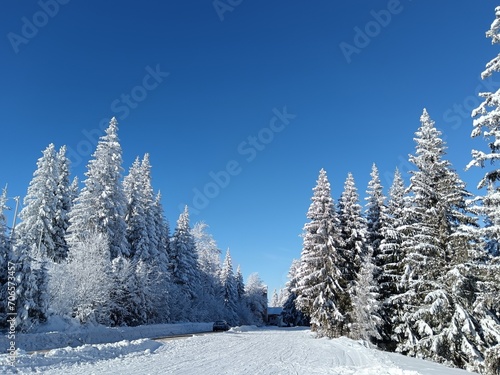 snow covered trees © Sergey