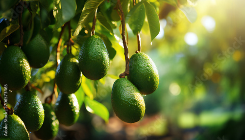 Recreation of avocados hanging in a tree