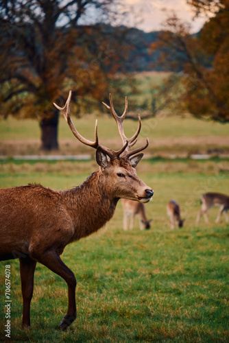 Closeup of English deer in the forest in Richmond Park  London 