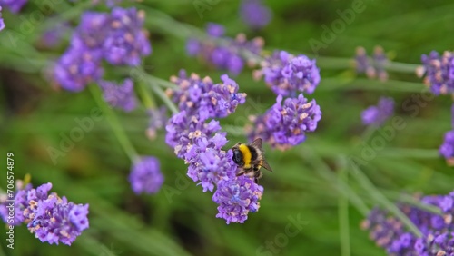 Bumblebee Collecting Nectar and Pollitnating Blooming Lavender Flowers