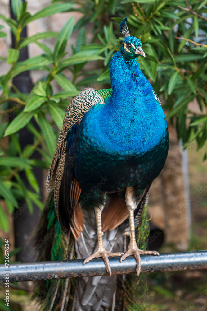 Portrait of blue peacock standing on the rail. Green tree leaves as background. Peafowl. Portrait of blue peacock standing on the rail. Green tree leaves as background. Peafowl.