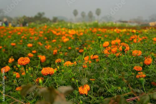 Vast field of orange marigold flowers at valley of flowers  Khirai  West Bengal  India. Flowers are harvested here for sale. Tagetes  herbaceous plants  family Asteraceae  blooming yellow marigold.