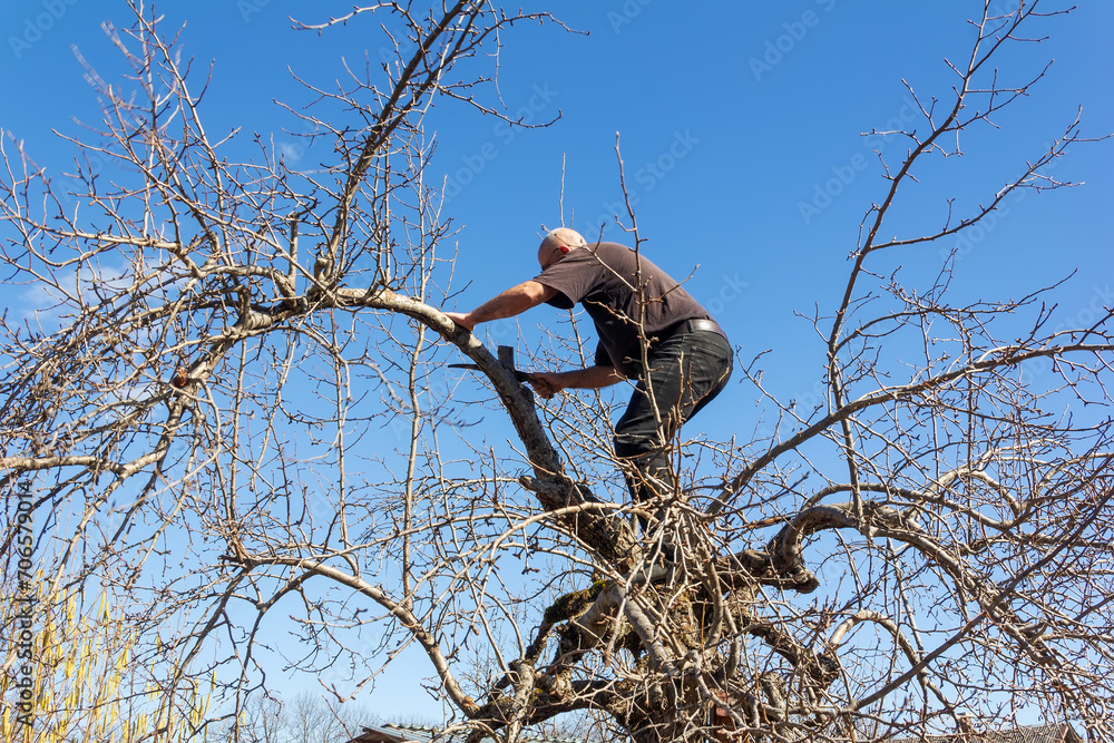 a man makes spring pruning of fruit trees in the garden on a warm spring day