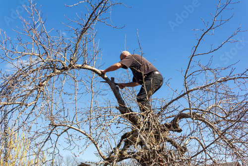 Obraz na płótnie a man makes spring pruning of fruit trees in the garden on a warm spring day w salonie