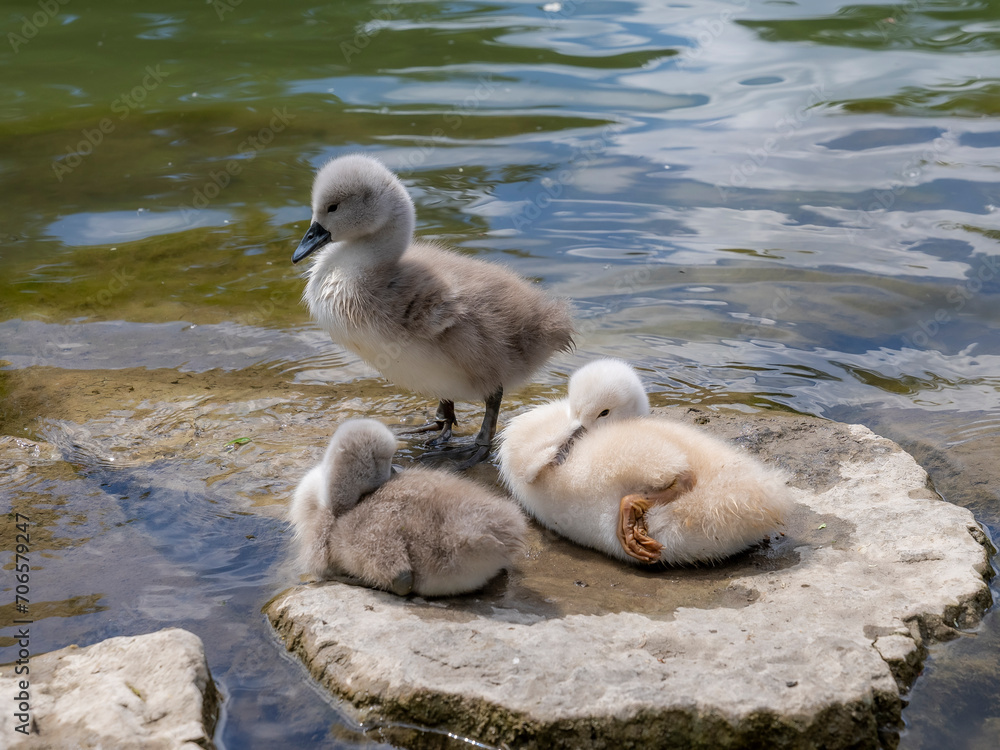 Drei Schwanen-Küken in der Sonne