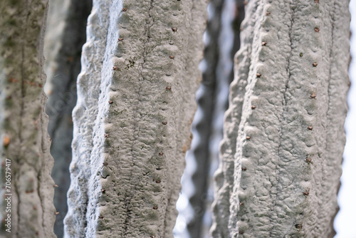 Euphorbia Abdelkuri plant texture close up photo