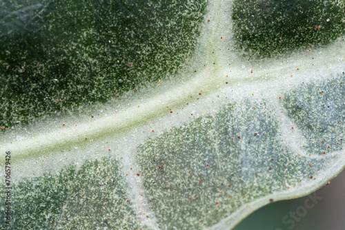 Spider mites close up on Alocasia Amazonica leaf.