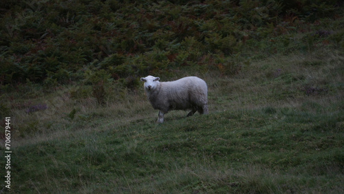 Mouton au milieu des fougères