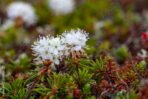 Bog Labrador tea plant or Rhododendron groenlandicum, found in Canada's arctic tundra, north of Arviat, Nunavut. Also known as Muskeg tea, Swamp tea, or in northern Canada, Hudson's Bay Tea. Formerly photo